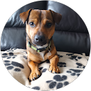 Keith Morris profile picture